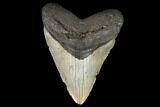 Giant, Fossil Megalodon Tooth - North Carolina #124556-1
